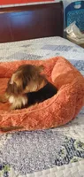Hershey kiss, a male Yorkshire Terrier for sale in Chicopee, MA – 2 of 8