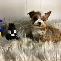 Brownie Boy, a male Yorkshire Terrier for sale in Bluefield, VA – 1 of 1