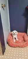 Moria, a female Maltese for sale in Bluefield, VA – 6 of 7