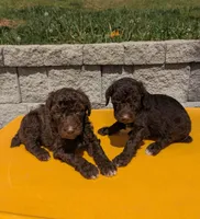 Coco Chanel , a female Poodle - Multi-Colored Standard for sale in Bluefield, VA – 4 of 10