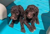 Coco Chanel , a female Poodle - Multi-Colored Standard for sale in Bluefield, VA – 3 of 10