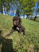Coco Chanel , a female Poodle - Multi-Colored Standard for sale in Bluefield, VA – 10 of 10