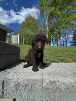 Coco Chanel , a female Poodle - Multi-Colored Standard for sale in Bluefield, VA – 9 of 10