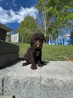 Coco Chanel , a female Poodle - Multi-Colored Standard for sale in Bluefield, VA – 7 of 10