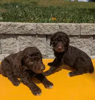 Coco Chanel , a female Poodle - Multi-Colored Standard for sale in Bluefield, VA – 5 of 10