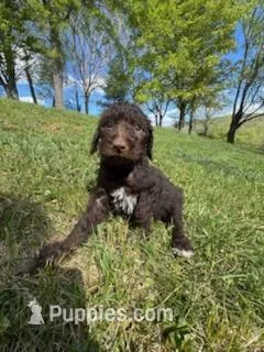 Coco Chanel  – Poodle - Multi-Colored Standard puppy for sale in Bluefield, VA