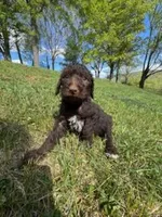 Coco Chanel , a female Poodle - Multi-Colored Standard for sale in Bluefield, VA – 1 of 10