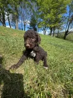 Coco Chanel , a female Poodle - Multi-Colored Standard for sale in Bluefield, VA – 6 of 10