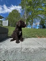 Coco Chanel , a female Poodle - Multi-Colored Standard for sale in Bluefield, VA – 2 of 10