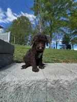 Coco Chanel , a female Poodle - Multi-Colored Standard for sale in Bluefield, VA – 8 of 10