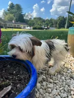 Tcup Simba, a male Yorkshire Terrier for sale in Myrtle Beach, SC – 7 of 10