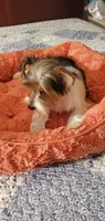 Patches, a male Yorkshire Terrier for sale in Chicopee, MA – 8 of 8