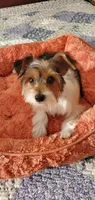 Patches, a male Yorkshire Terrier for sale in Chicopee, MA – 5 of 8