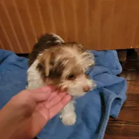 Tcup Coco Parti Boy, a male Yorkshire Terrier for sale in Bluefield, VA – Photo 1 of 6