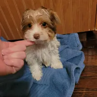 Tcup Coco Parti Boy, a male Yorkshire Terrier for sale in Bluefield, VA – Photo 4 of 6