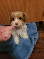 Tcup Coco Parti Boy, a male Yorkshire Terrier for sale in Bluefield, VA – Photo 4 of 6