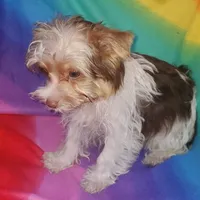 Tcup Coco Parti Boy, a male Yorkshire Terrier for sale in Bluefield, VA – Photo 6 of 6