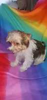 Tcup Coco Parti Boy, a male Yorkshire Terrier for sale in Bluefield, VA – Photo 6 of 6