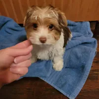 Tcup Coco Parti Boy, a male Yorkshire Terrier for sale in Bluefield, VA – Photo 3 of 6