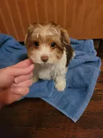 Tcup Coco Parti Boy, a male Yorkshire Terrier for sale in Bluefield, VA – Photo 3 of 6