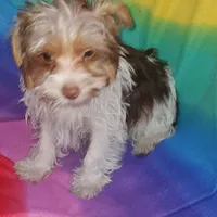 Tcup Coco Parti Boy, a male Yorkshire Terrier for sale in Bluefield, VA – Photo 5 of 6
