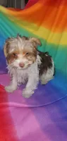Tcup Coco Parti Boy, a male Yorkshire Terrier for sale in Bluefield, VA – Photo 5 of 6