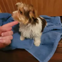 Tcup Coco Parti Boy, a male Yorkshire Terrier for sale in Bluefield, VA – Photo 2 of 6