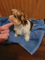 Tcup Coco Parti Boy, a male Yorkshire Terrier for sale in Bluefield, VA – Photo 2 of 6