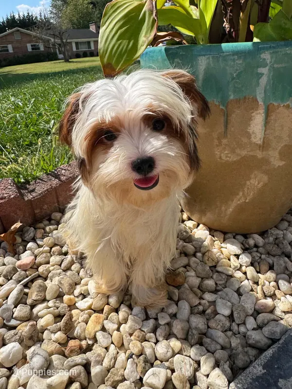 Tcup Simba – Yorkshire Terrier puppy for sale in Chicopee, MA