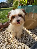 Tcup Simba, a male Yorkshire Terrier for sale in Myrtle Beach, SC – 1 of 10