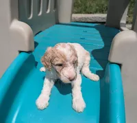 Charlotte , a female Poodle - Multi-Colored Standard for sale in Bluefield, VA – 2 of 5