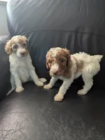 Charlotte , a female Poodle - Multi-Colored Standard for sale in Bluefield, VA – 4 of 5