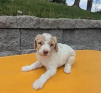 Charlotte , a female Poodle - Multi-Colored Standard for sale in Bluefield, VA – 3 of 5