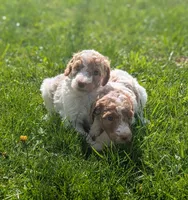 Charlotte , a female Poodle - Multi-Colored Standard for sale in Bluefield, VA – 5 of 5