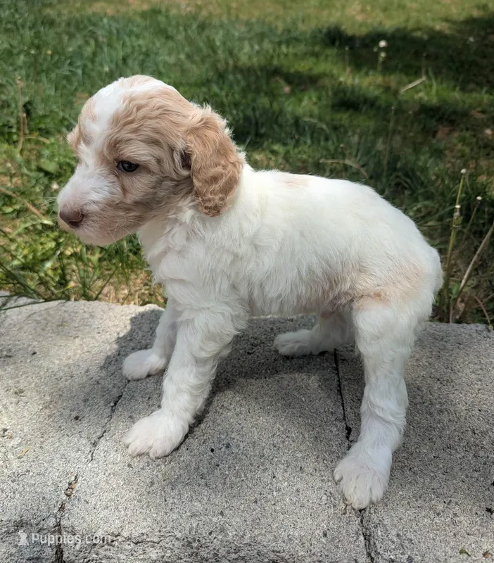 Charlotte  – Poodle - Multi-Colored Standard puppy for sale in Bluefield, VA