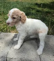 Charlotte , a female Poodle - Multi-Colored Standard for sale in Bluefield, VA – 1 of 5