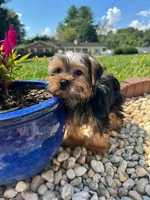 Lil Bentley , a male Yorkshire Terrier for sale in Chicopee, MA – 3 of 5