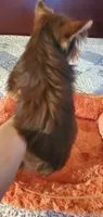 Chocolate Brownie Boy, a male Yorkshire Terrier for sale in Chicopee, MA – 4 of 7