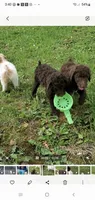 Coco Chanel , a female Poodle - Standard  for sale in Myrtle Beach, SC – 9 of 9