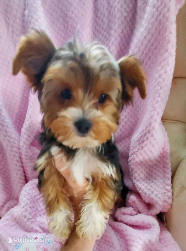 Tcup Valentina – Yorkshire Terrier puppy for sale in Bluefield, VA