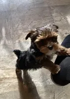 Tcup Valentina, a female Yorkshire Terrier for sale in Bluefield, VA – 2 of 5