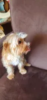 Tanner , a male Yorkshire Terrier for sale in Chicopee, MA – 5 of 10