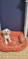 Moria, a female Maltese for sale in Bluefield, VA – 2 of 7