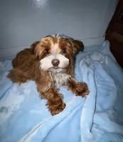 Lil Red Sox , a male Yorkshire Terrier for sale in Myrtle Beach, SC – 2 of 6