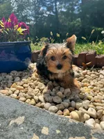 Benji, a male Yorkshire Terrier for sale in Chicopee, MA – 9 of 10