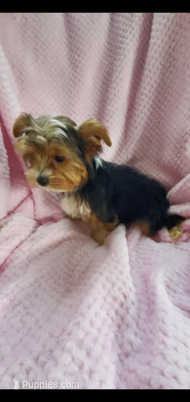 Tcup Harley, a male Yorkshire Terrier for sale in Myrtle Beach, SC – 1 of 1