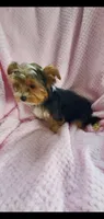 Tcup Harley, a male Yorkshire Terrier for sale in Myrtle Beach, SC – 1 of 1