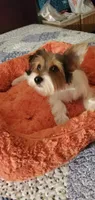 Patches, a male Yorkshire Terrier for sale in Chicopee, MA – 4 of 8