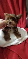 Lil Prince of York, a male Yorkshire Terrier for sale in Calabash, NC – 3 of 4