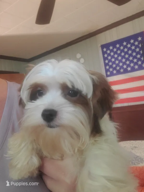 Tcup Simba – Yorkshire Terrier puppy for sale in Chicopee, MA